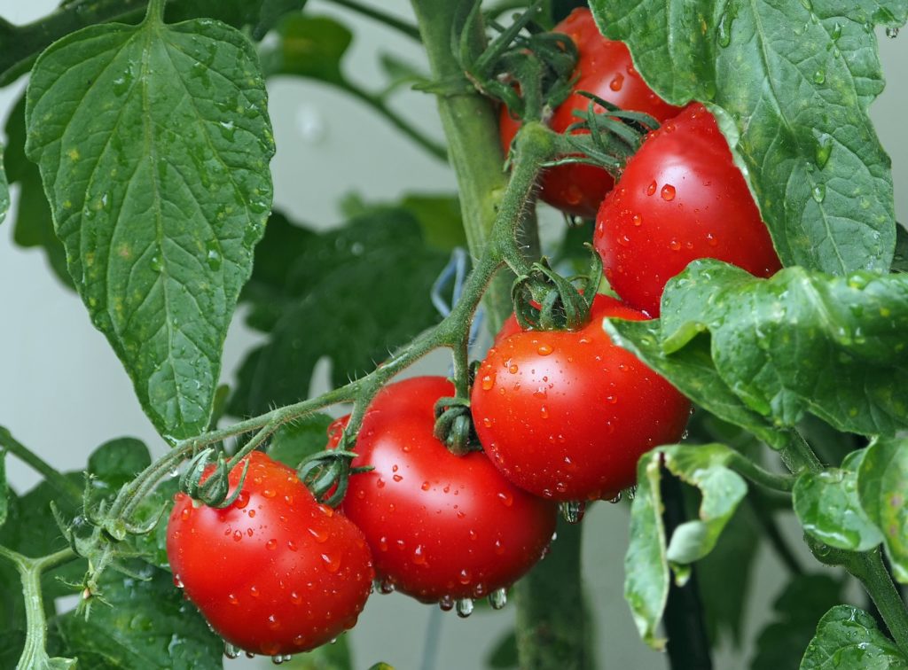 nawozenie-roslin-fosforem-pomidory