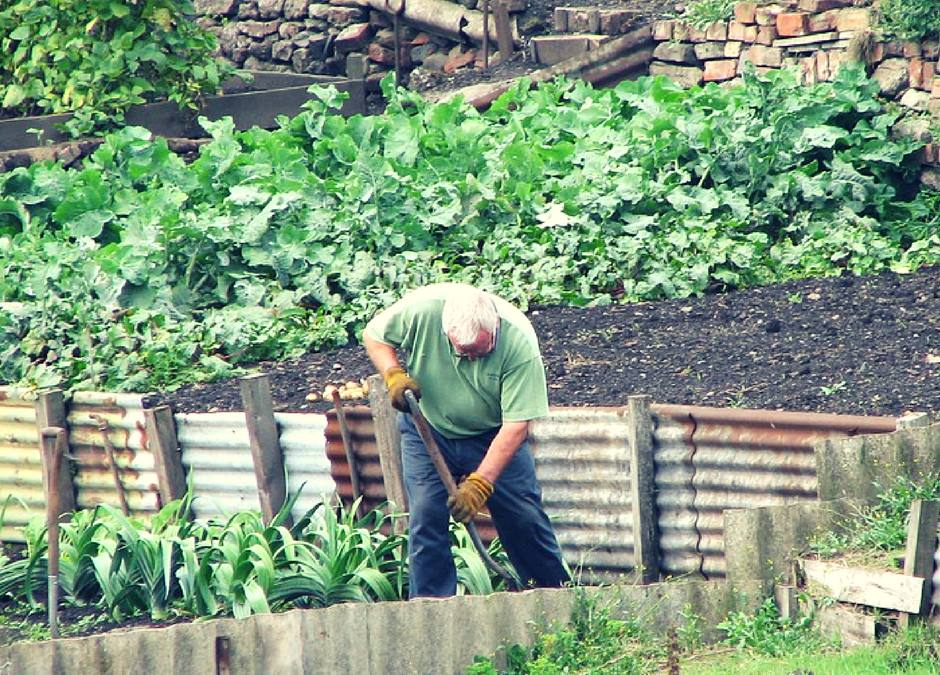 dobre sąsiedztwo warzyw