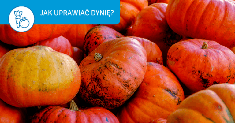 Jak uprawiać dynię – proste zasady uprawy - jak uprawiac dynie