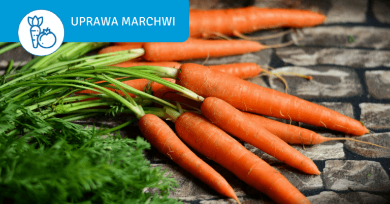 Growing carrots in the garden - what is worth knowing? - uprawa marchwi w ogrodzie