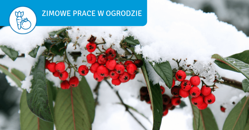 Winter in the garden - how to take care of the plot? - jak zima dbac o ogrod bactotech