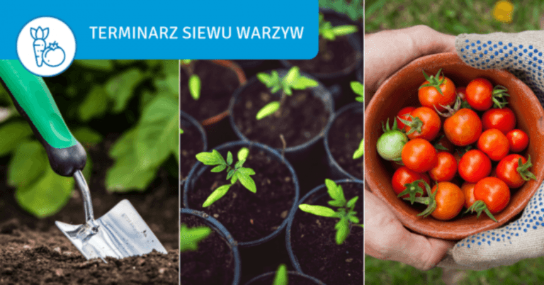 Vegetable sowing dates: when to sow seeds into the ground and for seedlings? - output onlinepngtools