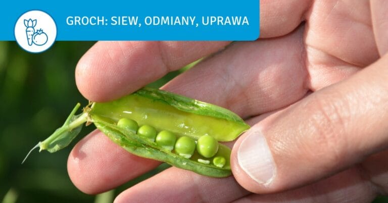 Sowing and growing peas in the garden: when, where and how? - siew grochu uprawa grochu w ogrodzie jak siac groch