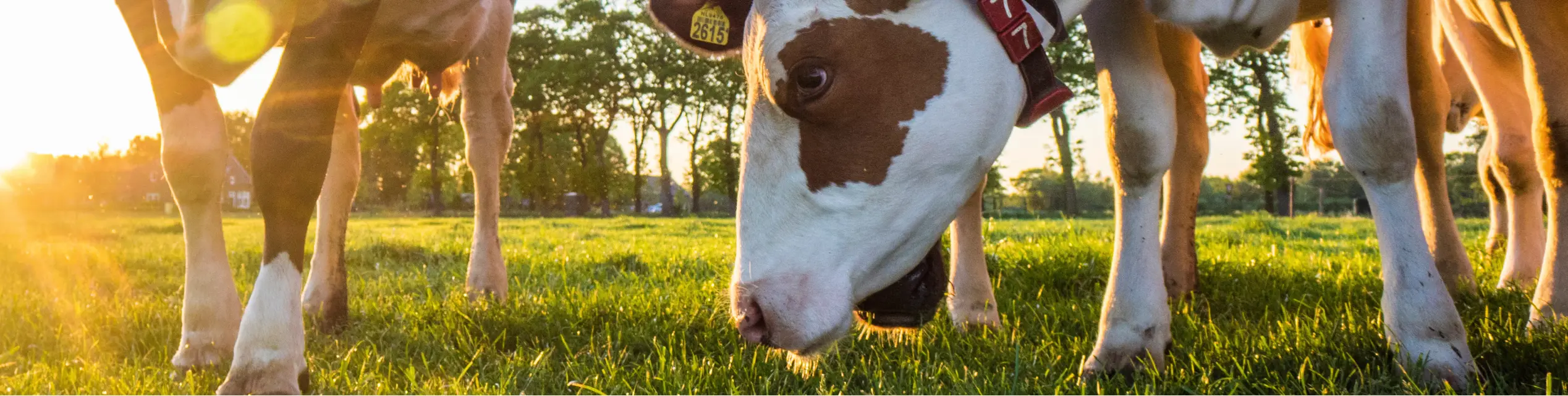 Agro livestock farming