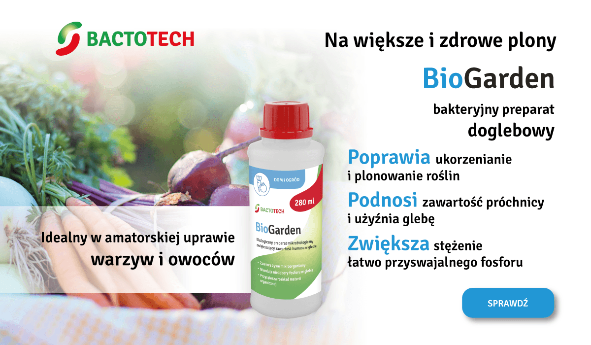 How to grow tomatoes on the plot and in the garden? - uprawa truskawek w gruncie 1